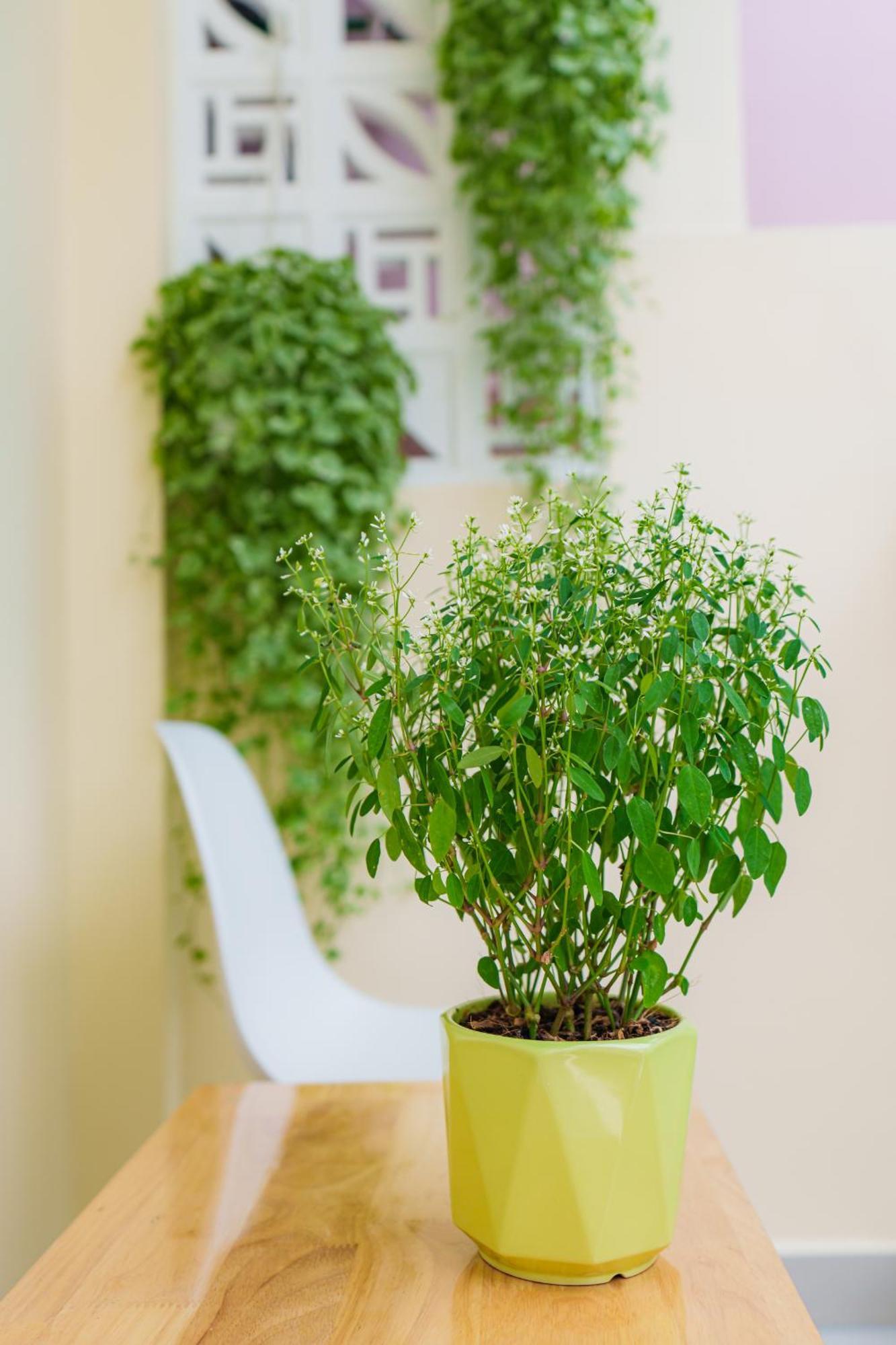 Co Chau Homestay Ho Chi Minh Zewnętrze zdjęcie